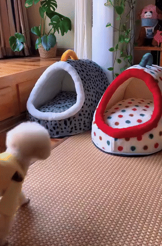 Cat & Dog Cozy Cave Bed