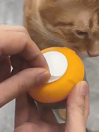 Cat Feather Teaser Interactive Toy