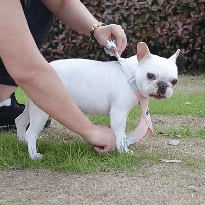 Dog No Pull X Frame Harness & Leash Set