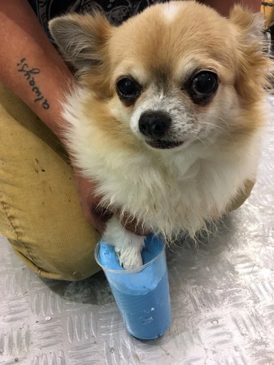 Pet Casting Mold Plaster Kit - HolyPetz™